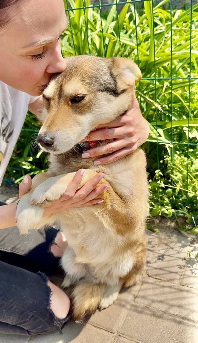 Собачка Мальва шукає людину