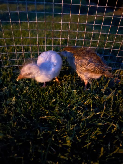 Kaczki jaja indycze kury Australorp kaczka gęsi perliczki