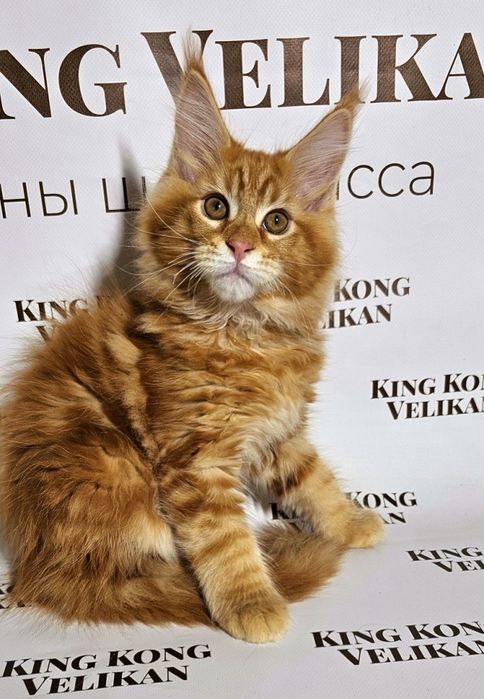 Рудий важковаговик мейн кун