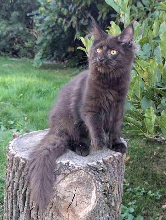 Adopcja płatna Czarny kocurek Iwo Maine Coon Zapraszamy