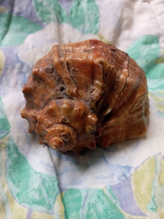 Ракушка океанская, большая.  Цвет золотисто- бронзовый. Тематика- море