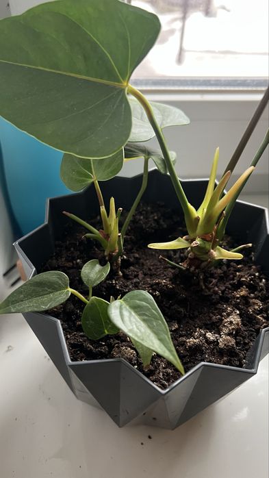 Квіти кімнатні  антіріум