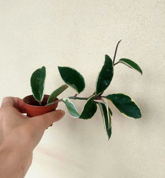 Planta Krimson Queen