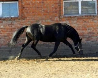 Жеребец производитель,продам лошадь