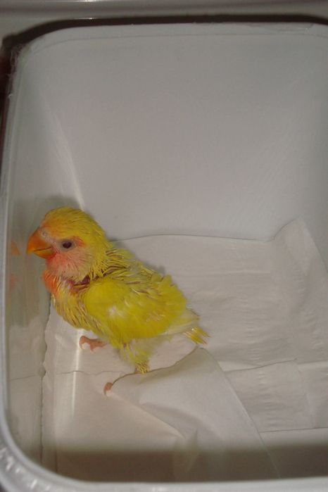 Agapornis Roseicollis criados há Mão