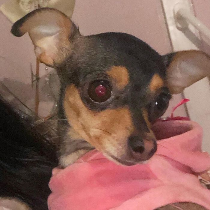 Пропала собака. Надежда на неравнодушных