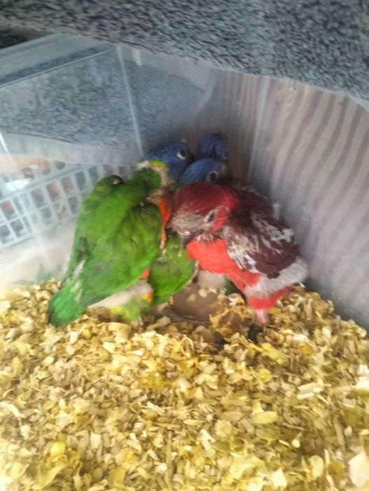 Vários Loris disponíveis