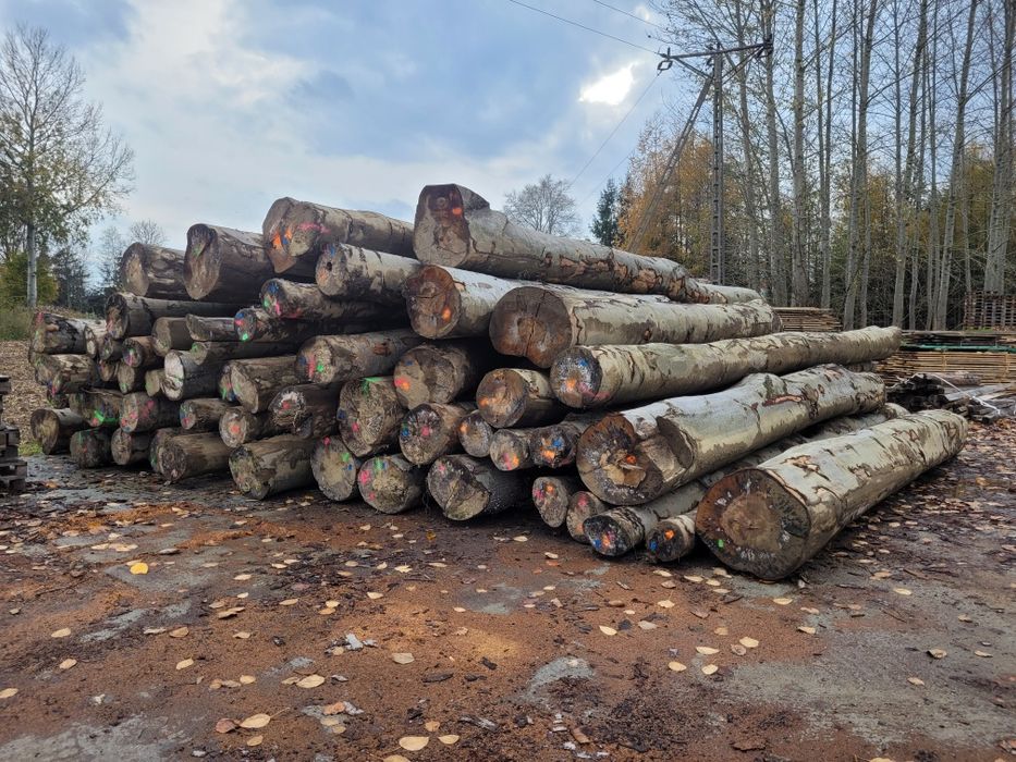 Buk świeży  wdp oraz wd