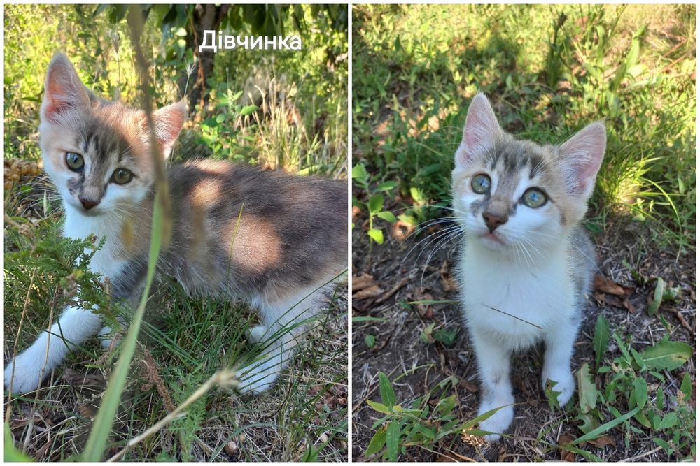 Віддам кошенят в добрі руки
