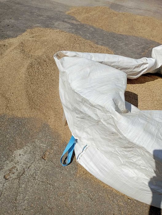 Azevem boa qualidade