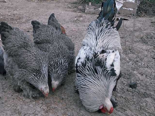 Яйце на інкубацію, курчата, Брама: блакитна, біле золото, темна.