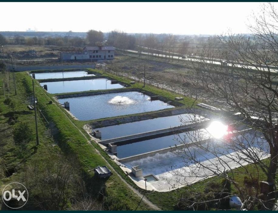 Jesiotr żywy 44 zł/kg