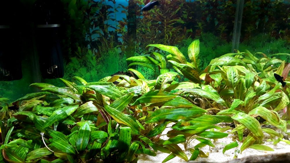 Rośliny, Mech, Pelia, Kryptokoryna, Anubias