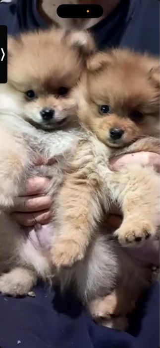 шпіци мініки, пушистики шукають люблячих батьків