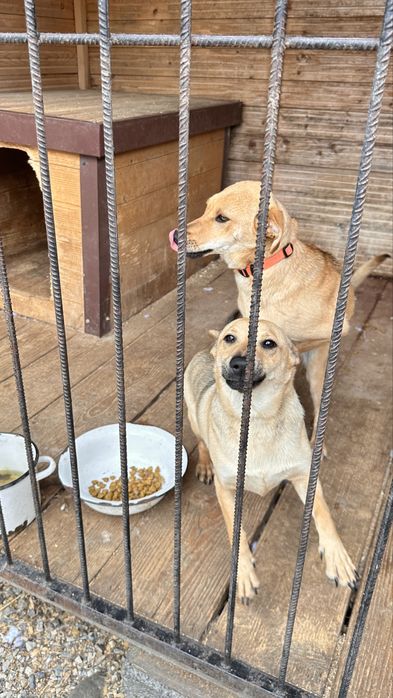 Собака в добрі руки