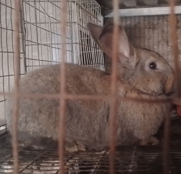 Продаються кролики 2 місяці