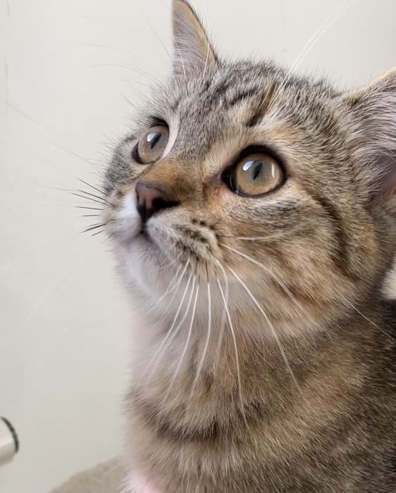 Шотландские вислоухий и прямоухие котята, девочки и мальчик