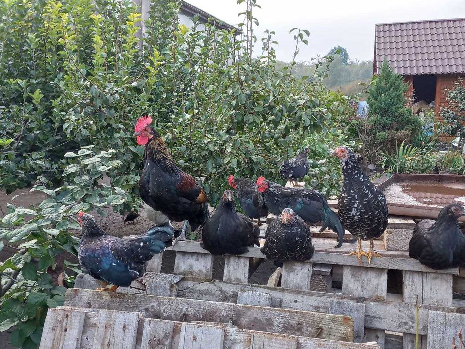 Декоративные карликовые  курочки и петушки півники   бентамки