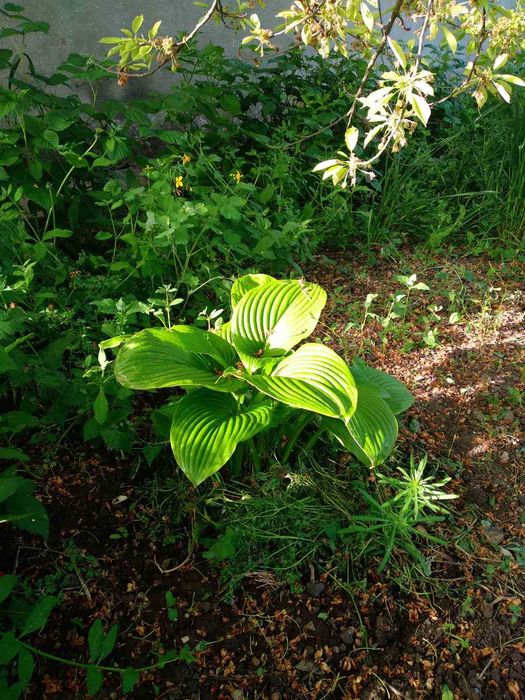 Рястка, конвалія лісова та звичайна,папороть,хоста,піони,