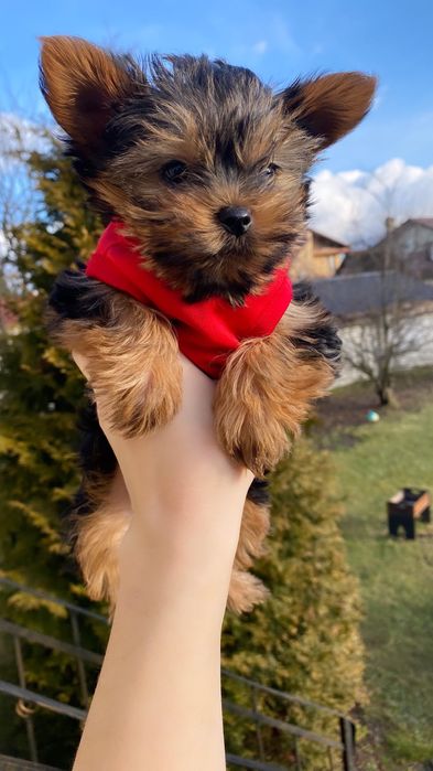 Міні йорки та мікро