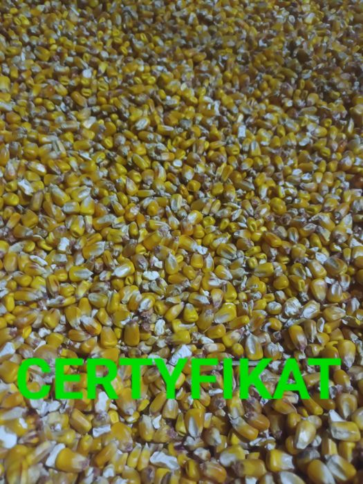 Kukurydza sucha  10kg pasza zanenta od Rolnika