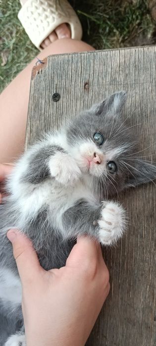 Віддам маленьких  котиків