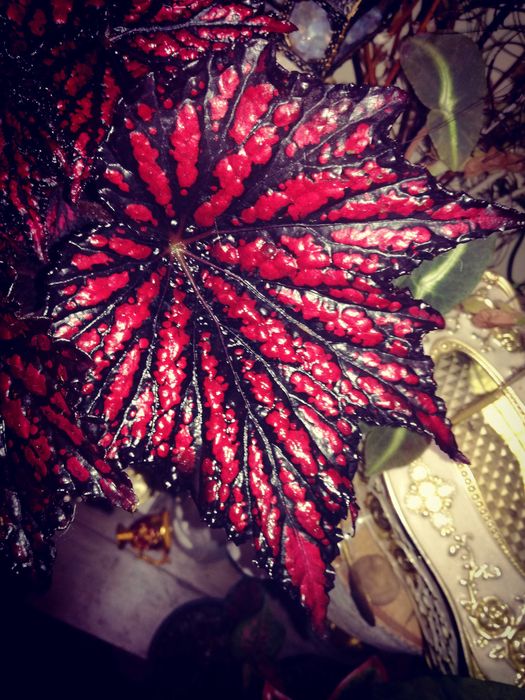 Begonia NoID Red Spider Black Web potwór TOTALNY UNIKAT Monstera