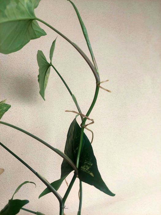 Planta Syngonium aurea
