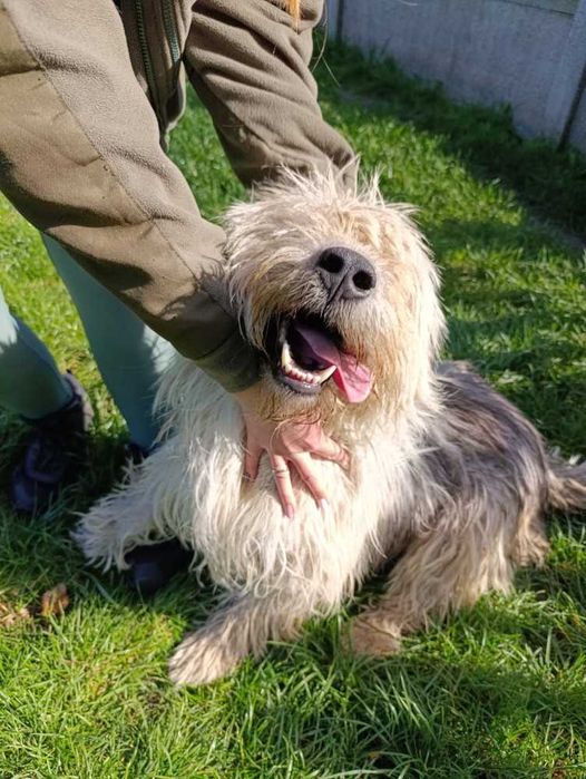 104993 SAM do adopcji