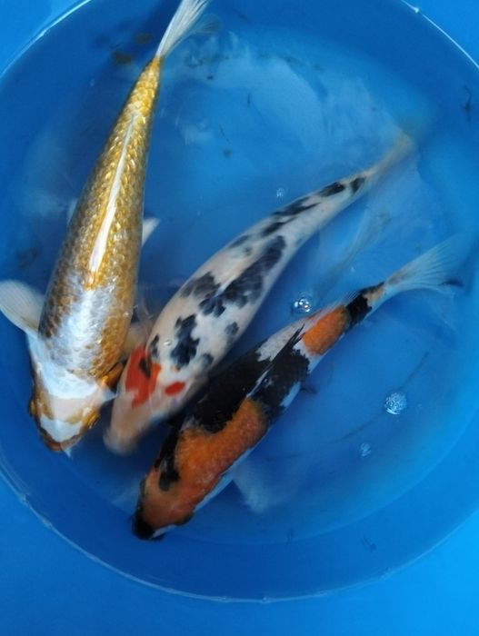 Carpa koi premium 25 cm