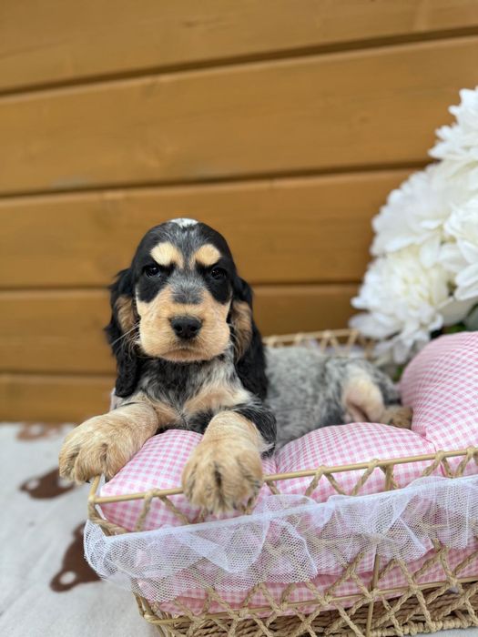 Unikatowy! Piesek Cocker spaniel angielski rodowód wyprawka