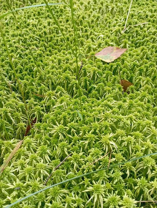 свіжий та сухий мох сфагнум