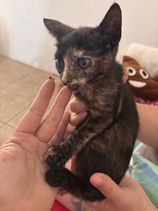 Gatinhos para dar