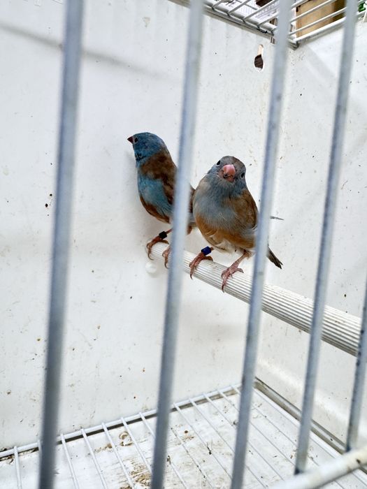 Para cedencia cadal peito celeste