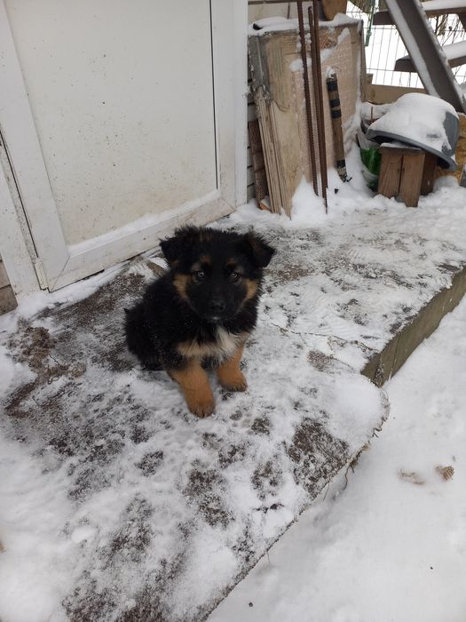 Продам цуценя(вівчарка) хлопчик