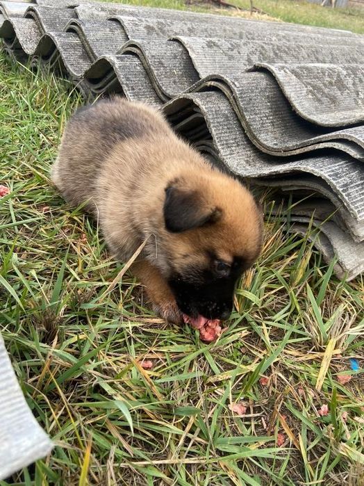 Отдам даром щенков помесь