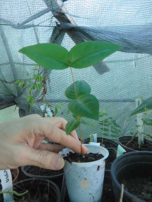 Planta pitangueira vermelha (Eugenia uniflora)