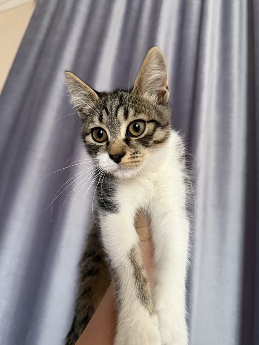 Потрібен дім Нужен дом котенку Серая пепельная кошечка