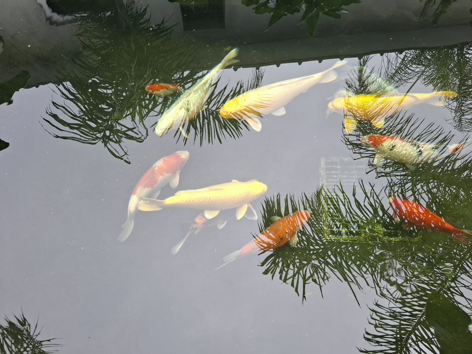 Carpas koi  50cm