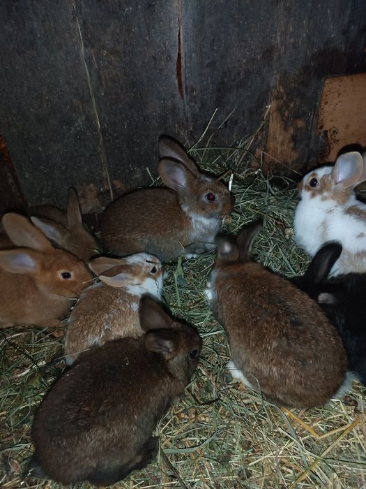 Króliki młode sprzedam