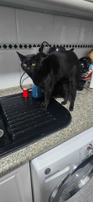Da se gatinhos com 1 ano