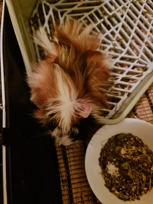 Świnka morska rozetka samica 2 miesiące