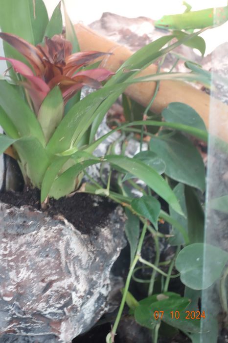 terrarium z wyposażeniem