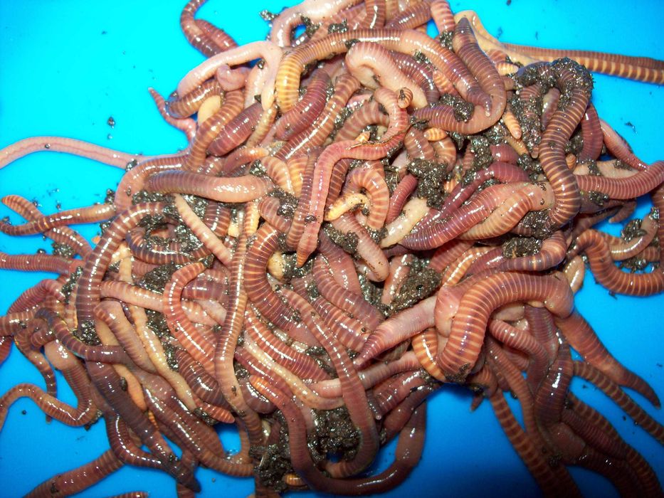 Dżdżownice kalifornijskie 500 szt.