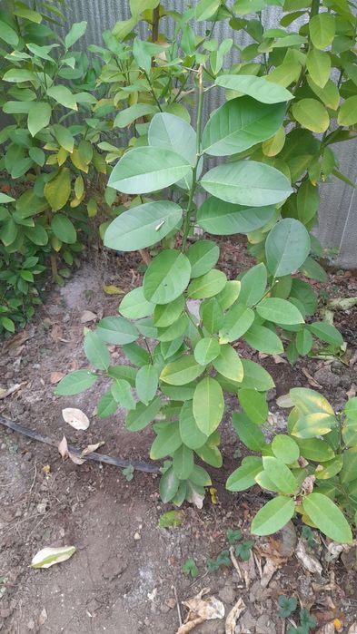 Саджанці лимона пандероза