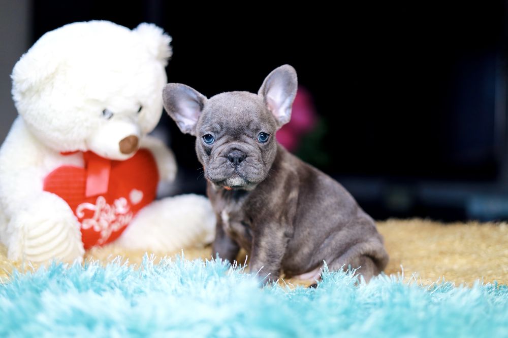 Buldog Francuski Suczka Blue