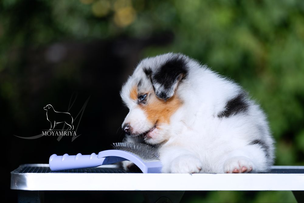 Австралійська вівчарка ауссі / австралийская овчарка аусси / Australian Shepherd