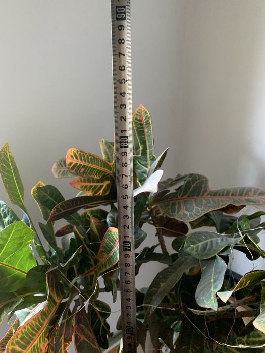 Кротон або кодієум строкатий