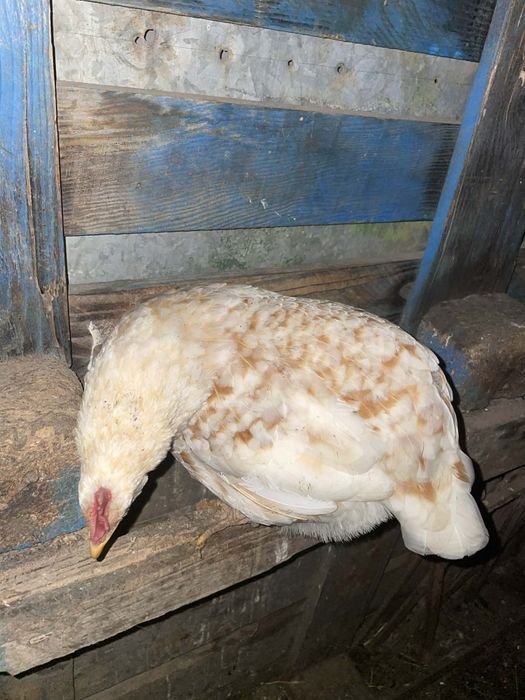 Casal de garnizos para vender