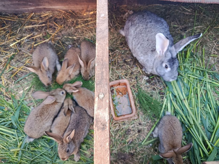 Samice i samce młode pół roczne